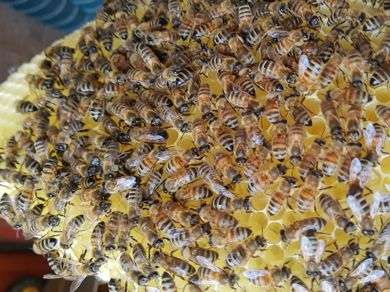Die Bienenwoche Die Bienenwoche