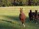 Englisch-Ferien & Reiten Englisch-Ferien & Reiten
