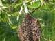 Die Bienenwoche Die Bienenwoche